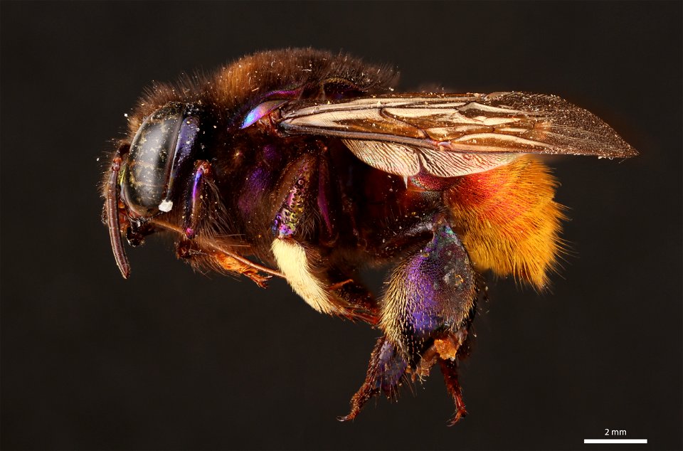 Orchid bee (Apidae, Eufriesea chrysopyga (Mocsáry))