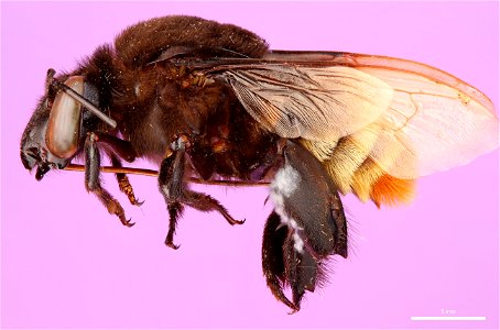 Orchid bee (Apidae, Eulaema meriana (Olivier))