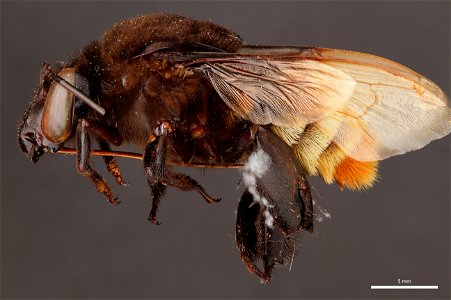 Orchid bee (Apidae, Eulaema meriana (Olivier))