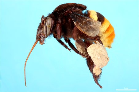 Orchid bee (Apidae, Eulaema cingulata (Fabricius))