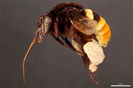 Orchid bee (Apidae, Eulaema cingulata (Fabricius))
