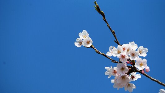 Spring flowers nature beautiful
