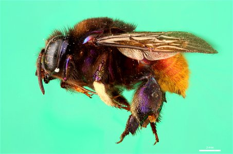 Orchid bee (Apidae, Eufriesea chrysopyga (Mocsáry))