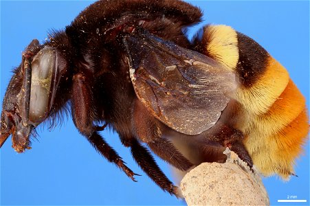 Orchid bee (Apidae, Eulaema cingulata (Fabricius))