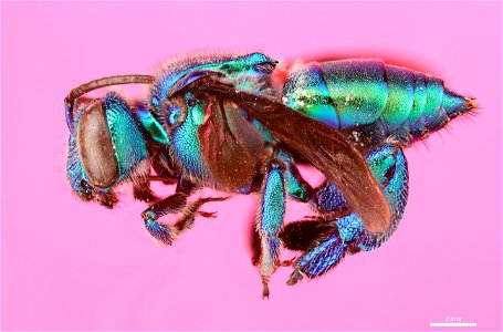 Orchid bee (Apidae, Exaerete dentata (Linnaeus)) photo