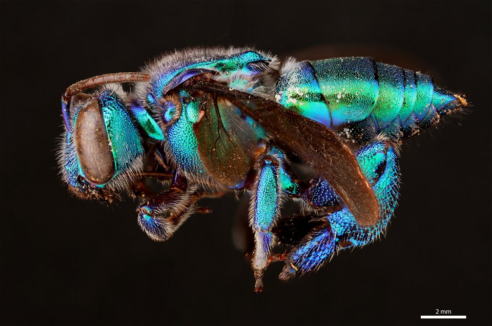 Orchid bee (Apidae, Exaerete dentata (Linnaeus))