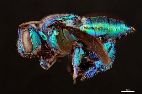 Orchid bee (Apidae, Exaerete dentata (Linnaeus)) photo