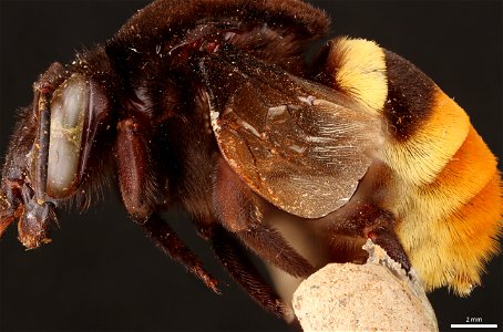 Orchid bee (Apidae, Eulaema cingulata (Fabricius))