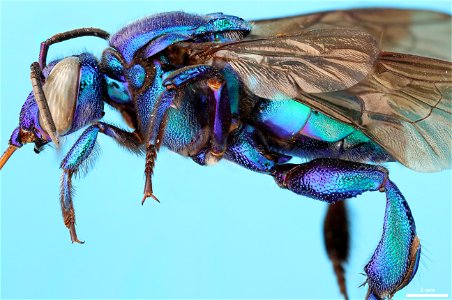 Orchid bee (Apidae, Exaerete frontalis (Guérin-Méneville)) photo