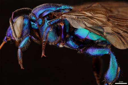 Orchid bee (Apidae, Exaerete frontalis (Guérin-Méneville))