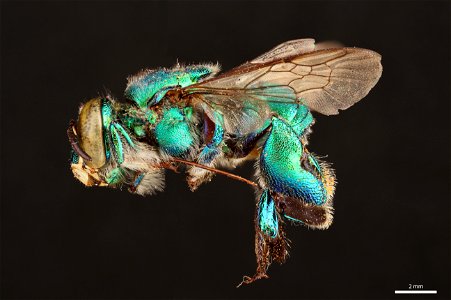 Orchid bee (Apidae, Euglossa viridissima (Friese)) photo