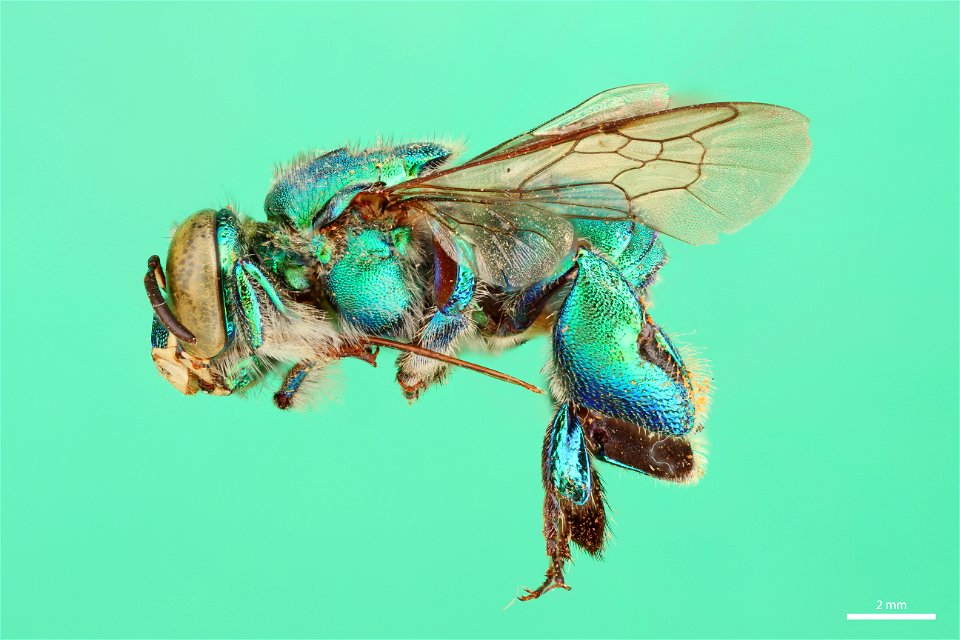 Orchid bee (Apidae, Euglossa viridissima (Friese))