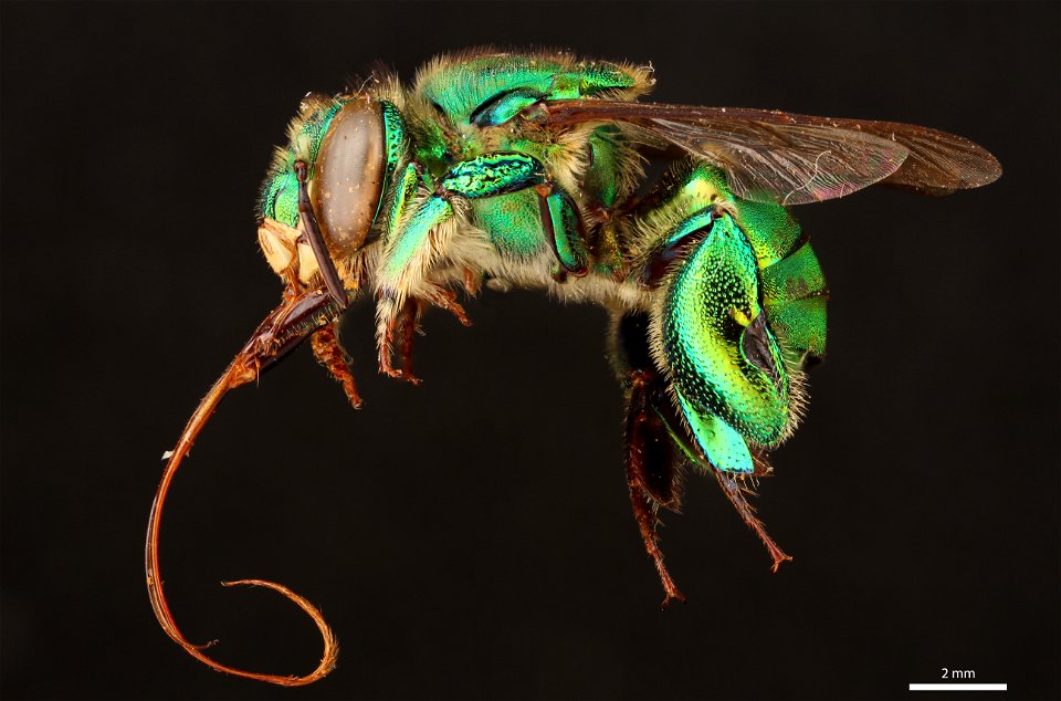 Orchid bee (Apidae, Euglossa tridentata (Moure)) photo