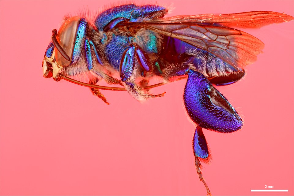 Orchid bee (Apidae, Euglossa sapphirina (Moure))