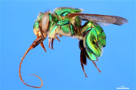 Orchid bee (Apidae, Euglossa tridentata (Moure))