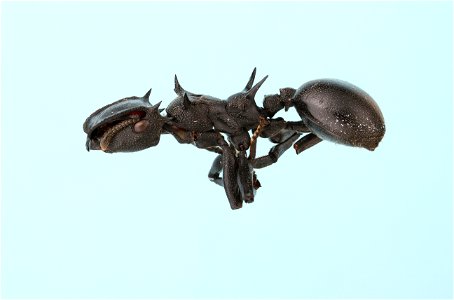 Turtle Ant (Cephalotes atratus)