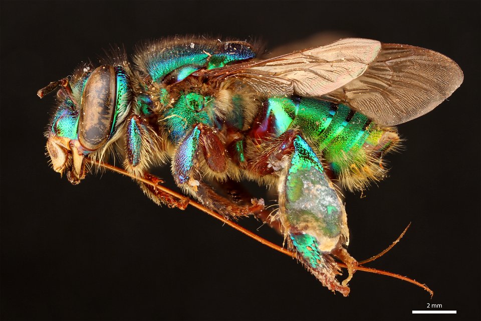 Orchid bee (Apidae, Euglossa piliventris (Guérin-Méneville)) photo