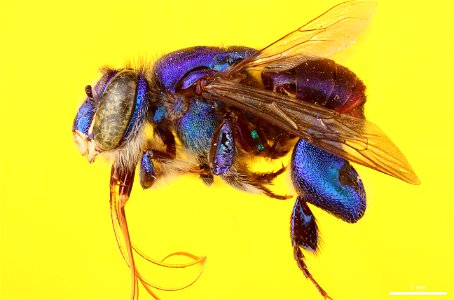 Orchid bee (Apidae, Euglossa mixta (Friese)) photo