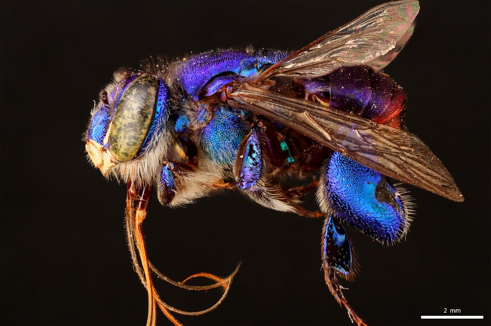 Orchid bee (Apidae, Euglossa mixta (Friese))