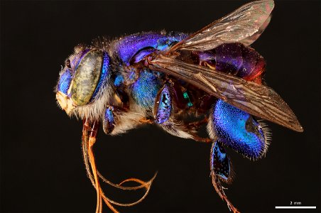 Orchid bee (Apidae, Euglossa mixta (Friese)) photo