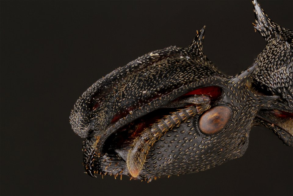 Turtle Ant (Cephalotes atratus)