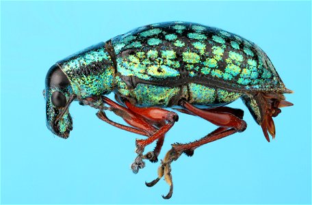 Weevil from Costa Rica photo