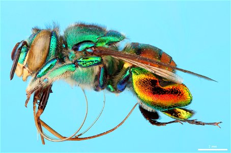 Orchid bee (Apidae, Euglossa igniventris (Friese)) photo