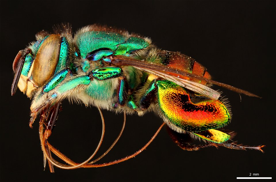 Orchid bee (Apidae, Euglossa igniventris (Friese))