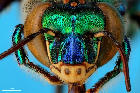 Orchid bee (Apidae, Euglossa igniventris (Friese))