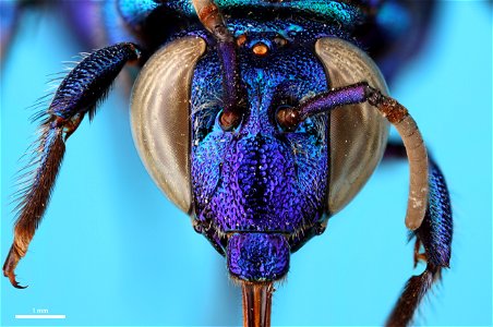 Orchid bee (Apidae, Exaerete frontalis (Guérin-Méneville) photo