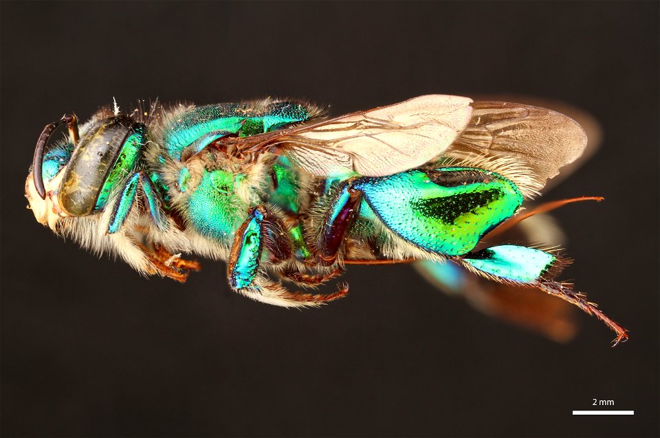 Orchid bee (Apidae, Euglossa imperialis (Smith))