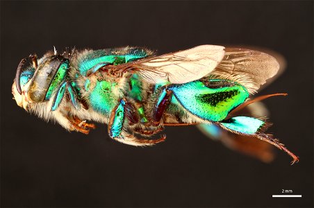 Orchid bee (Apidae, Euglossa imperialis (Smith)) photo