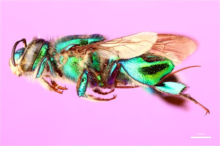 Orchid bee (Apidae, Euglossa imperialis (Smith)) photo