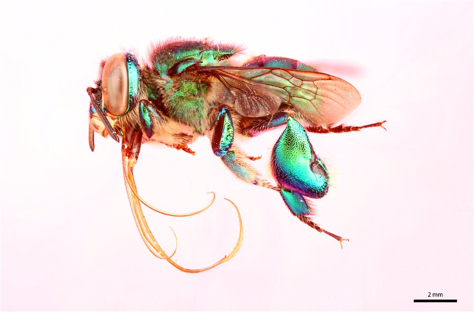 Orchid bee (Apidae, Euglossa hemichlora (Cockerell))