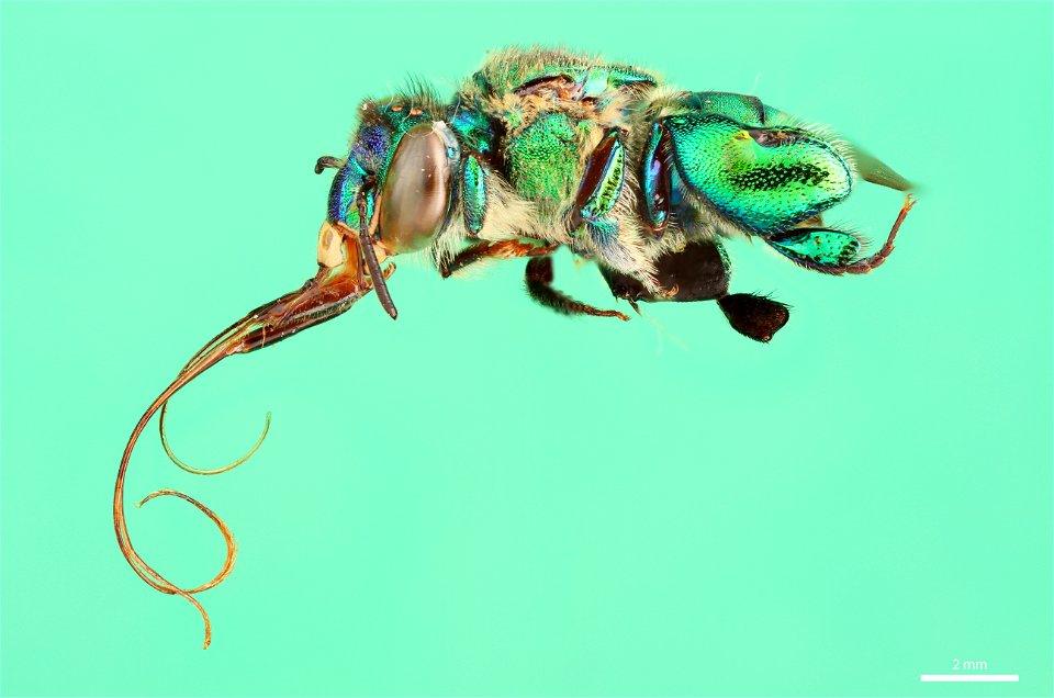 Orchid bee (Apidae, Euglossa heterosticta (Moure))