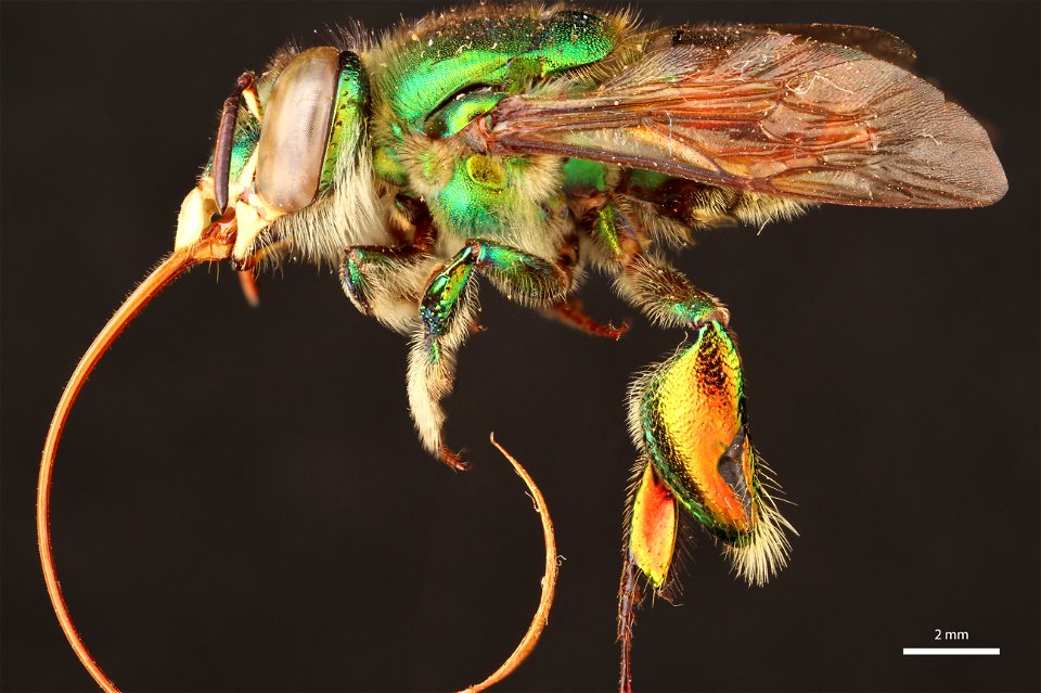 Orchid bee (Apidae, Euglossa ignita (Smith))