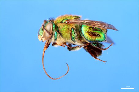 Orchid bee (Apidae, Euglossa hansoni (Moure))