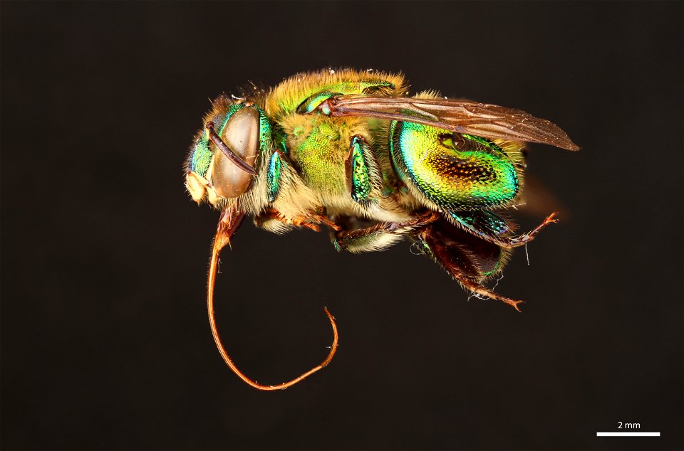Orchid bee (Apidae, Euglossa hansoni (Moure))