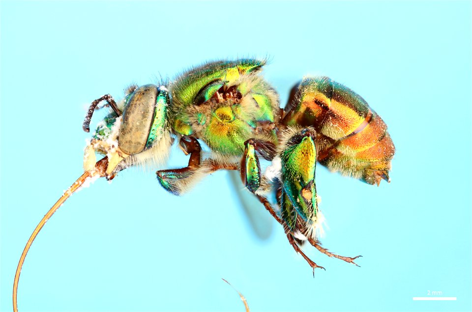 Orchid bee (Apidae, Euglossa flammea (Moure)) photo