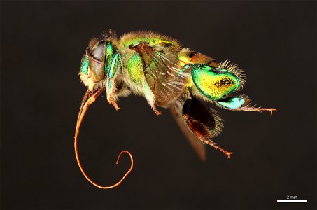 Orchid bee (Apidae, Euglossa dodsoni (Moure)) photo