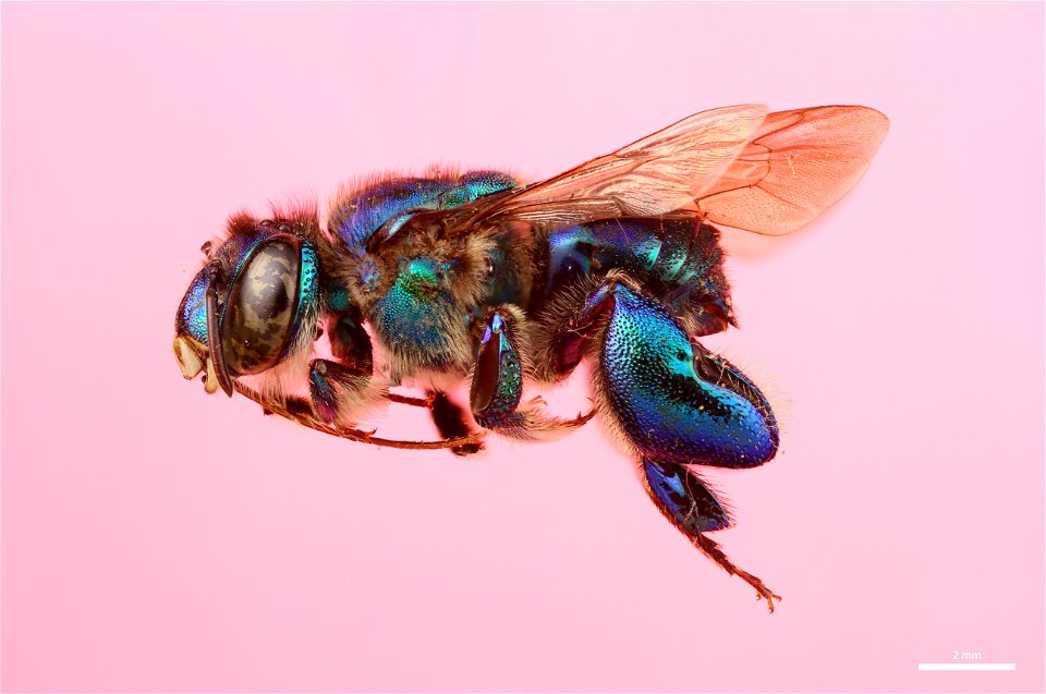 Orchid bee (Apidae, Euglossa cybelia (Moure))