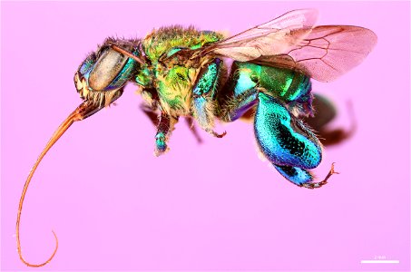 Orchid bee (Apidae, Euglossa championi (Cheesman)) photo