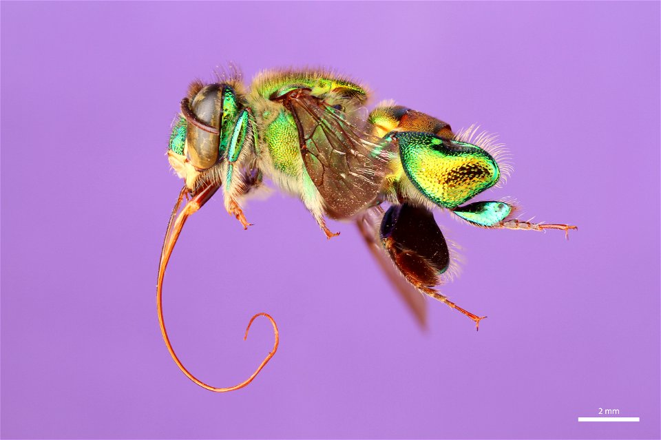 Orchid bee (Apidae, Euglossa dodsoni (Moure))
