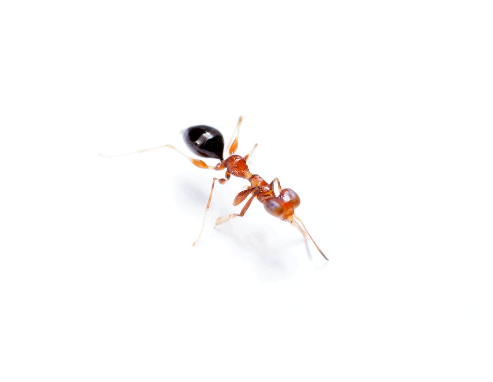 Dryinid wasp (Dryinidae)