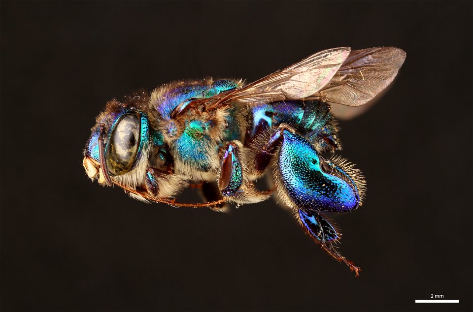 Orchid bee (Apidae, Euglossa cybelia (Moure)) photo