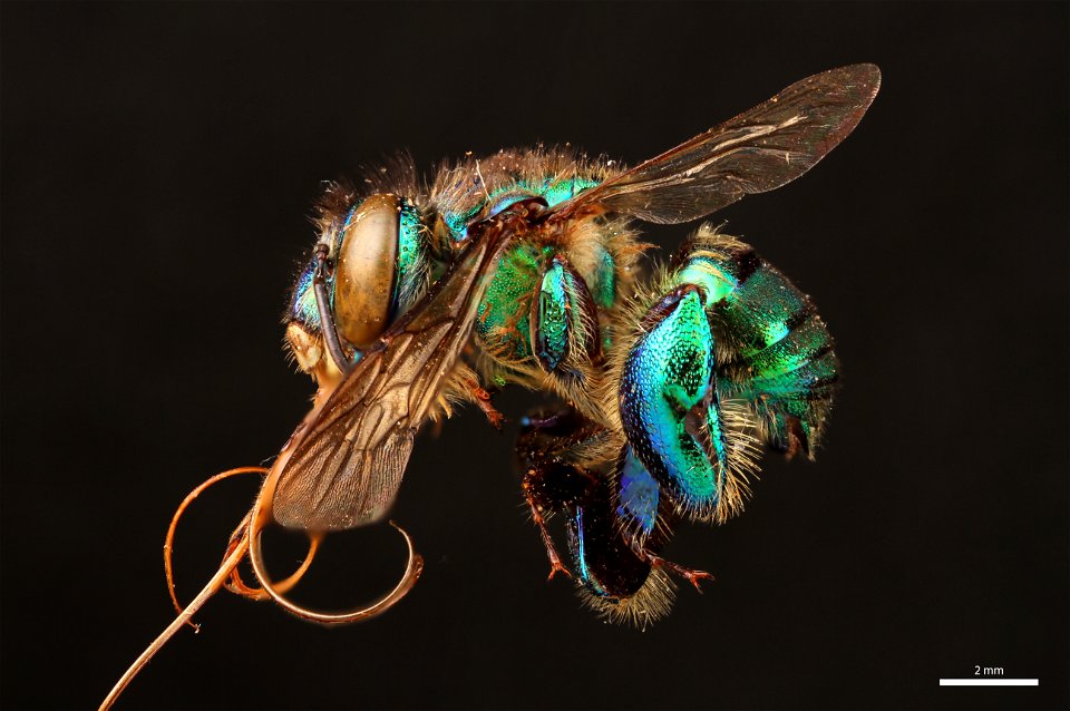 Orchid bee (Apidae, Euglossa dressleri (Moure)) photo