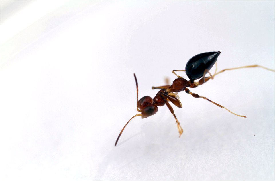 Dryinid wasp (Dryinidae)