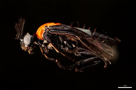 Argid sawfly (Argidae, Neoptilia tora (Smith))