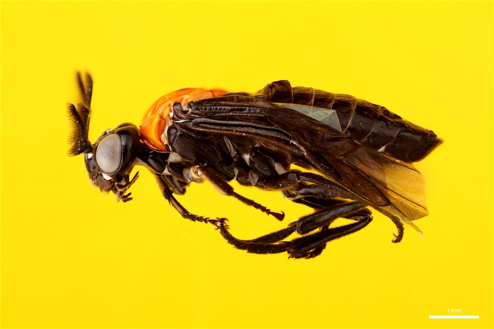 Argid sawfly (Argidae, Neoptilia tora (Smith))