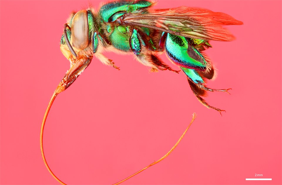 Orchid bee (Apidae, Euglossa allosticta (Moure))